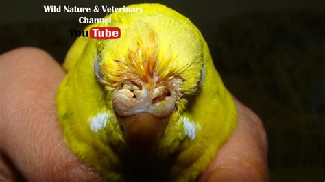 Parakeet respiratory infection
